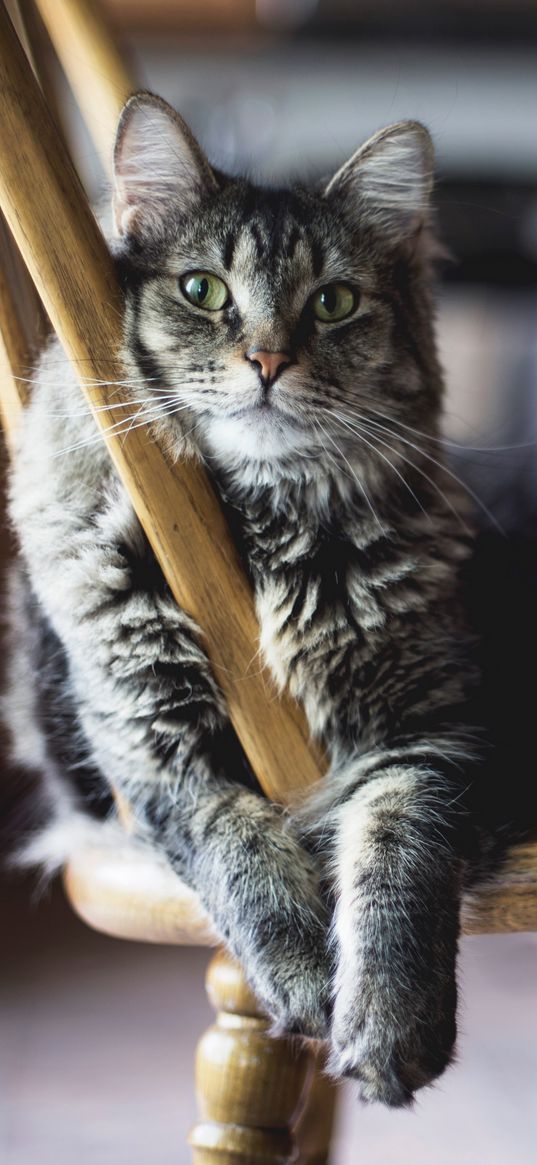 cat, pose, pet, fluffy, chair