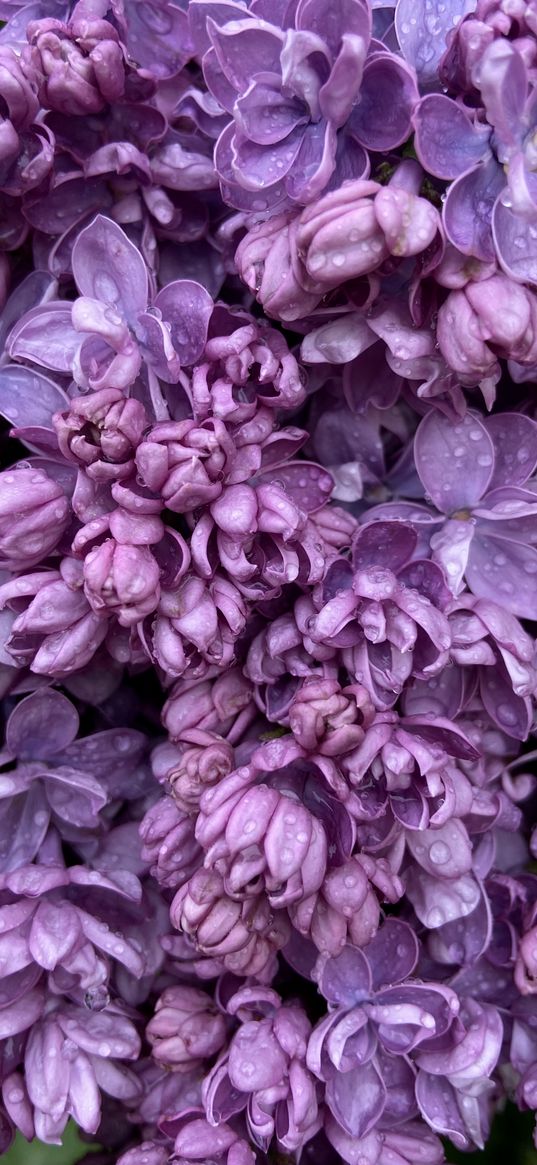 lilac, flowers, purple, drops, macro