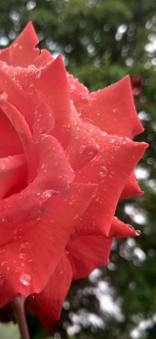 roses, macro photography, flowers, drops, red