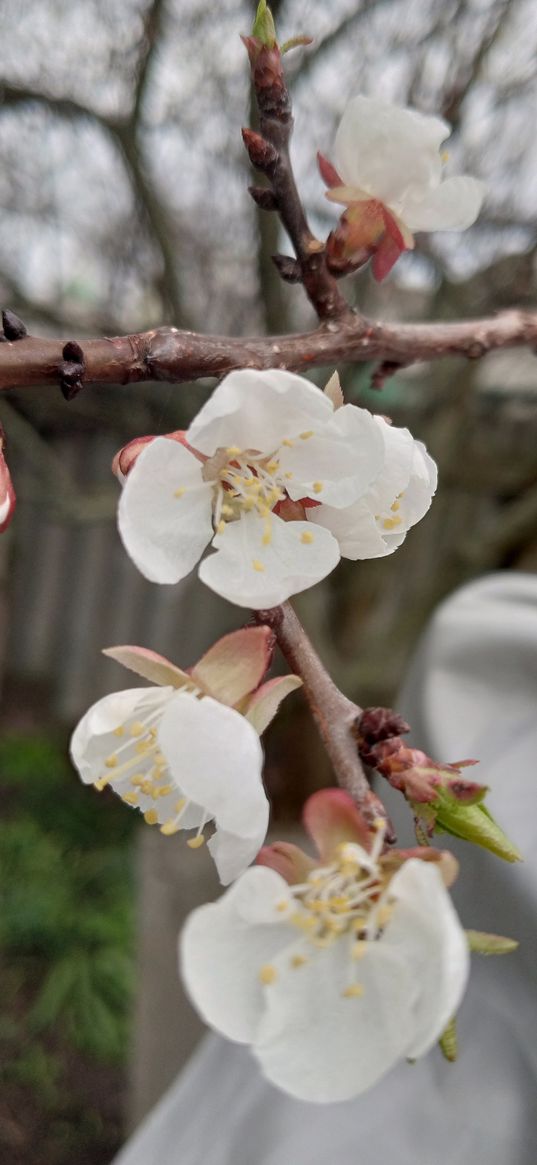 flowers, macro photography, spring