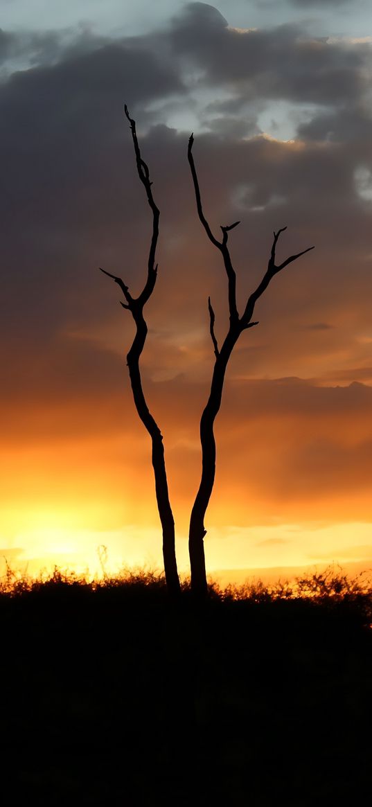 silhouette, tree, afternoon, sunset