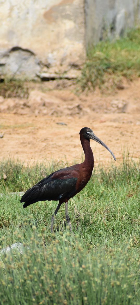 plegadis, heron, bird, drought, nature