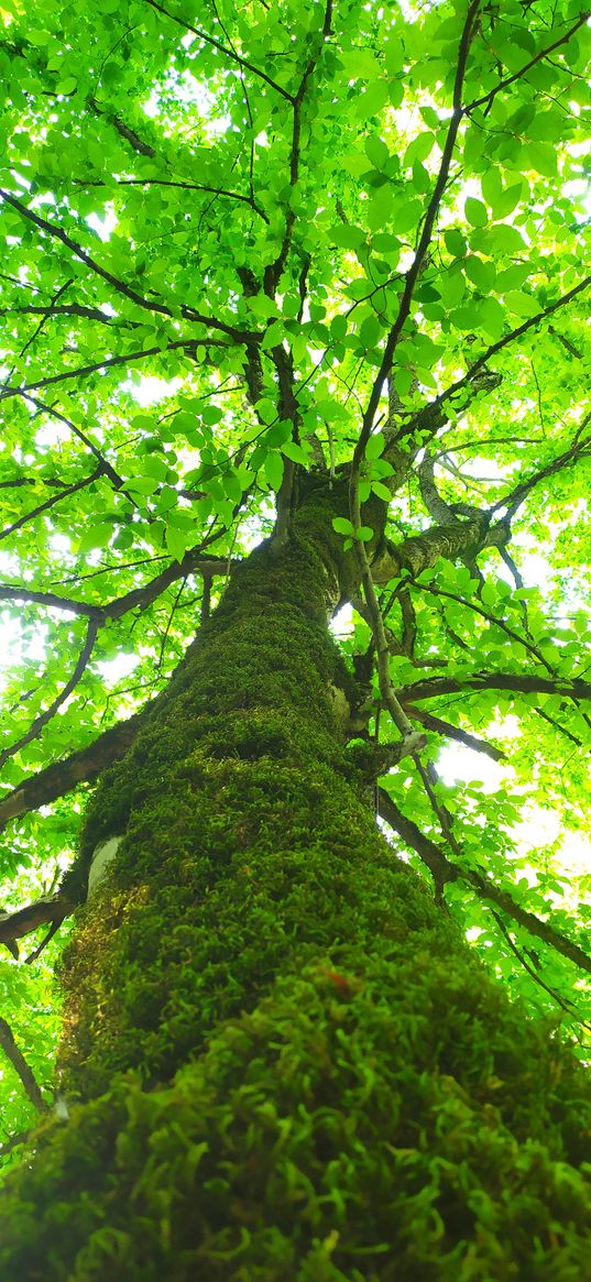 tree, moss, foliage, forest, nature