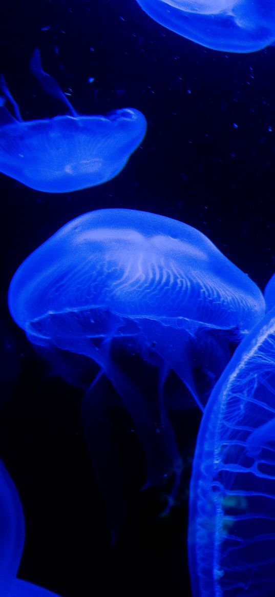 jellyfish, tentacles, underwater world, blue, darkness