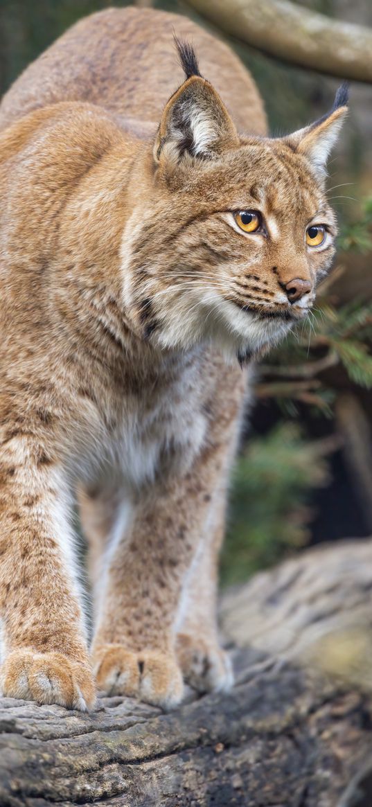 lynx, ears, animal, predator