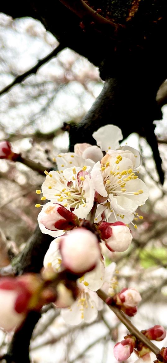 apricot, flowers, spring, nature, ukraine