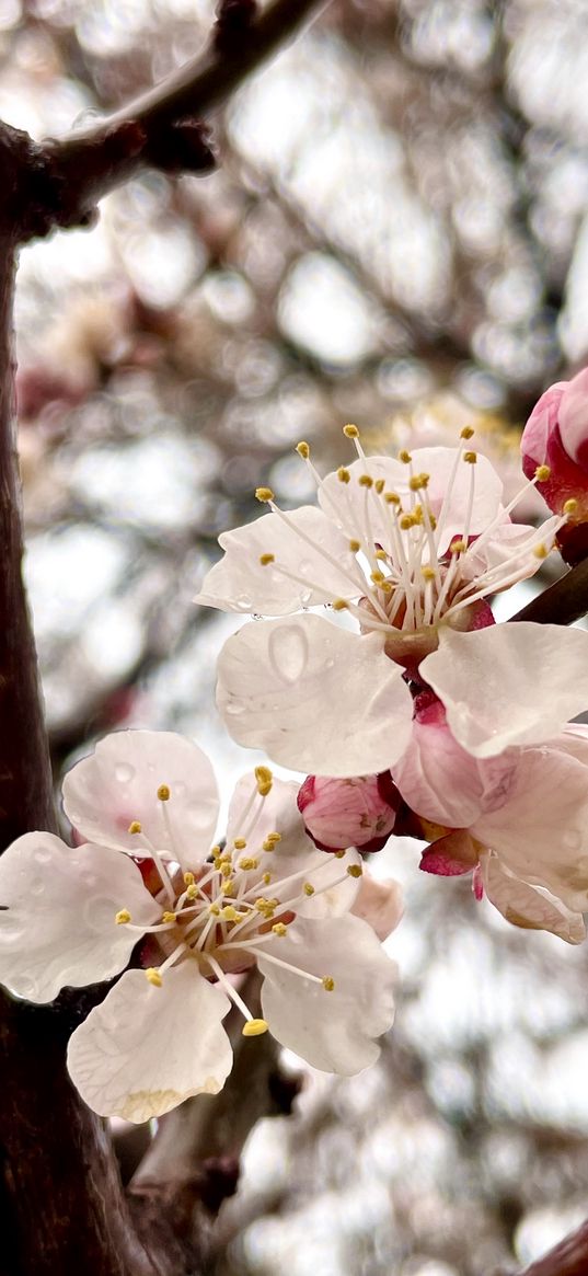 apricot, flowers, rain sky, spring