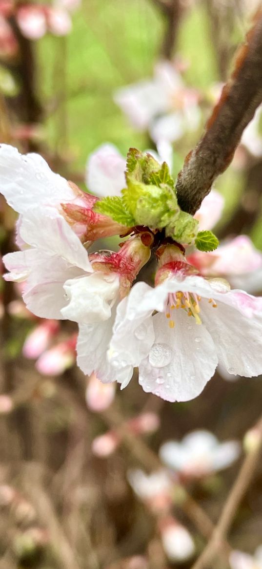 flowers, white, spring, ukraine, nature