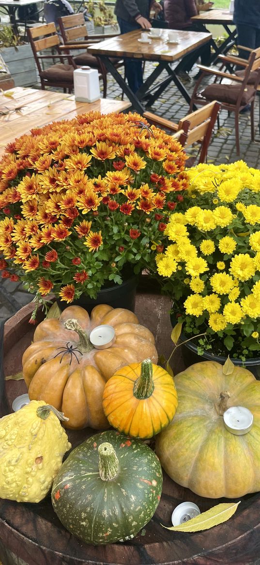 pumpkins, autumn, halloween, flowers, ukraine