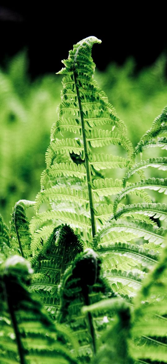 ferns, leaves, branches, green, macro