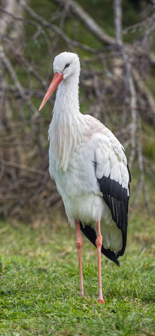 white stork, stork, bird, beak