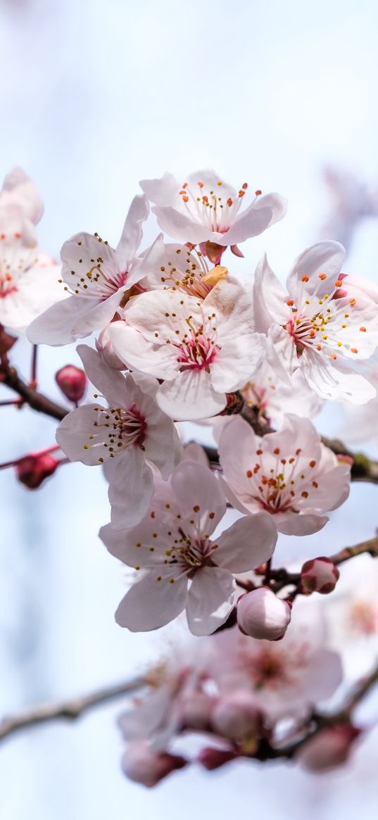 sakura, flowers, branches, blur, spring