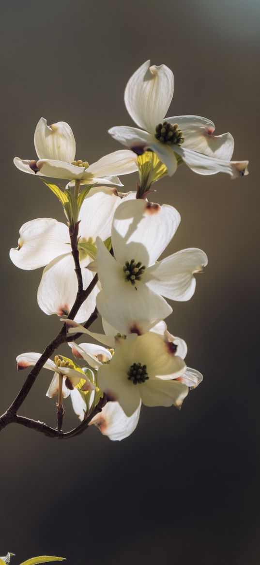 dogwood, flowers, petals, branch, macro