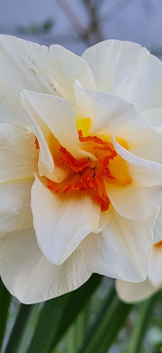 narcissus, flower, white, beauty