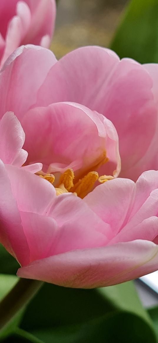 peony, pink, flower, beauty