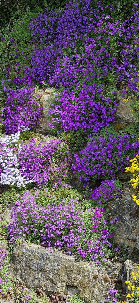 yellow, violet, white, flowers, garden