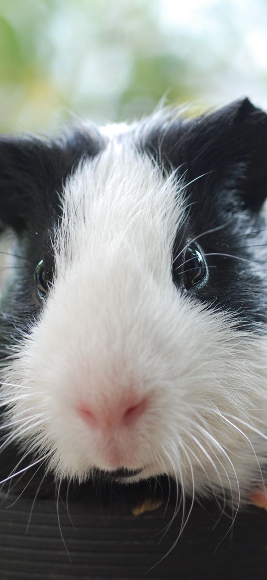 guinea pig, cute face, portrait