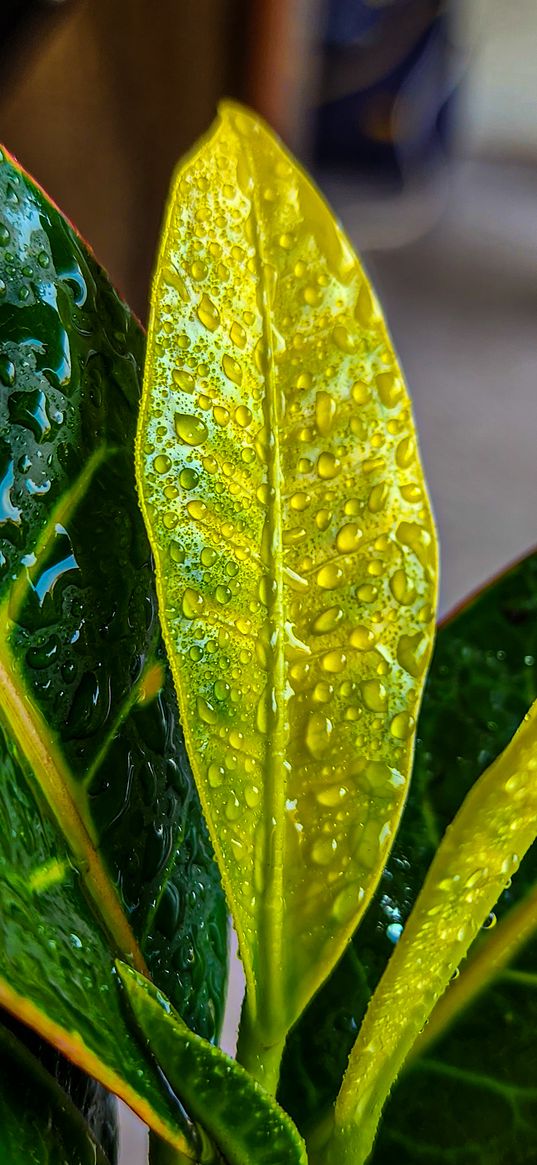 leaf, plant, drop, water drop, green, tree, nature