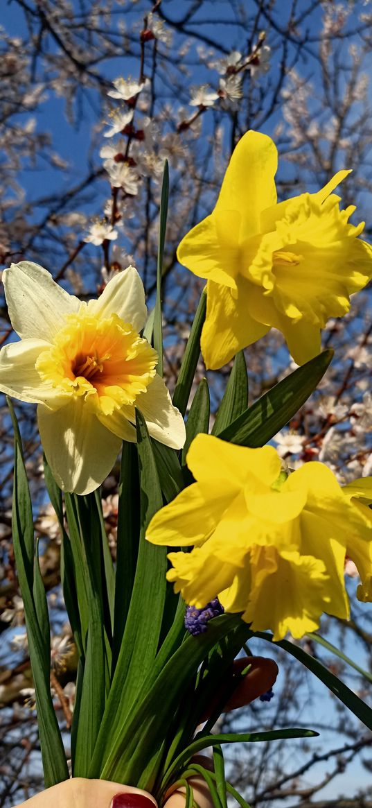 irises, flowers, yellow, trees, flowering, spring