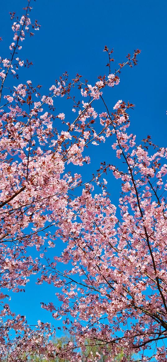 trees, sakura, park, sky, spring