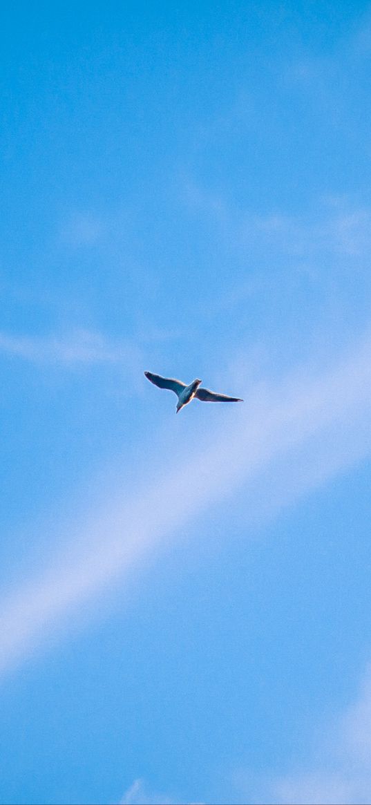 seagull, bird, flight, sky, blue, white