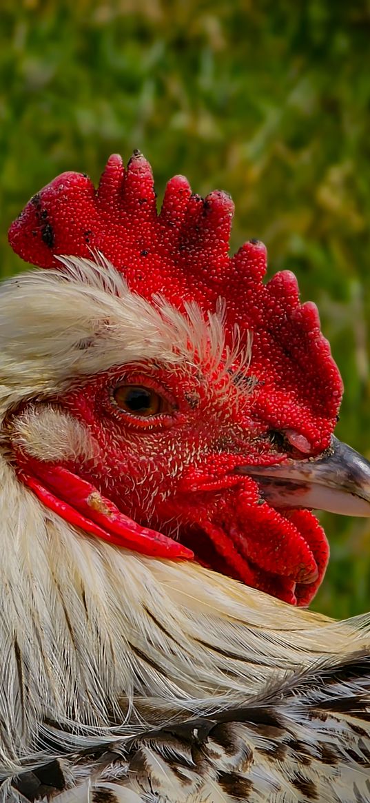 chicken, bird, scallop, red, nature