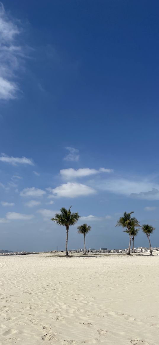 beach, palm trees, summer, sand, travel