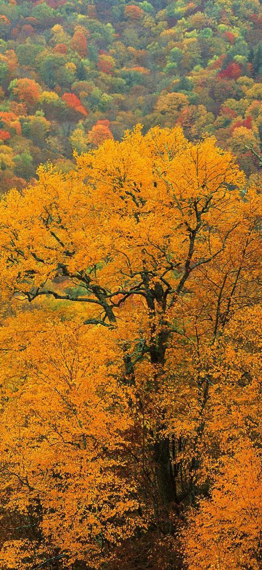 trees, autumn, tops