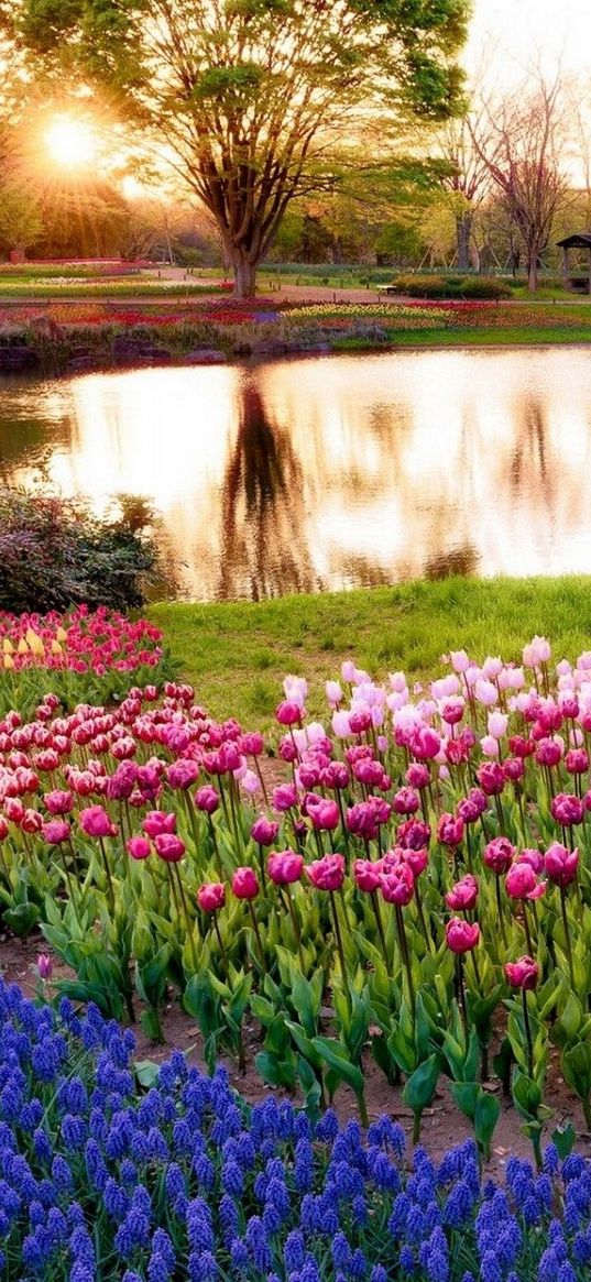 tulips, flower bed, lake