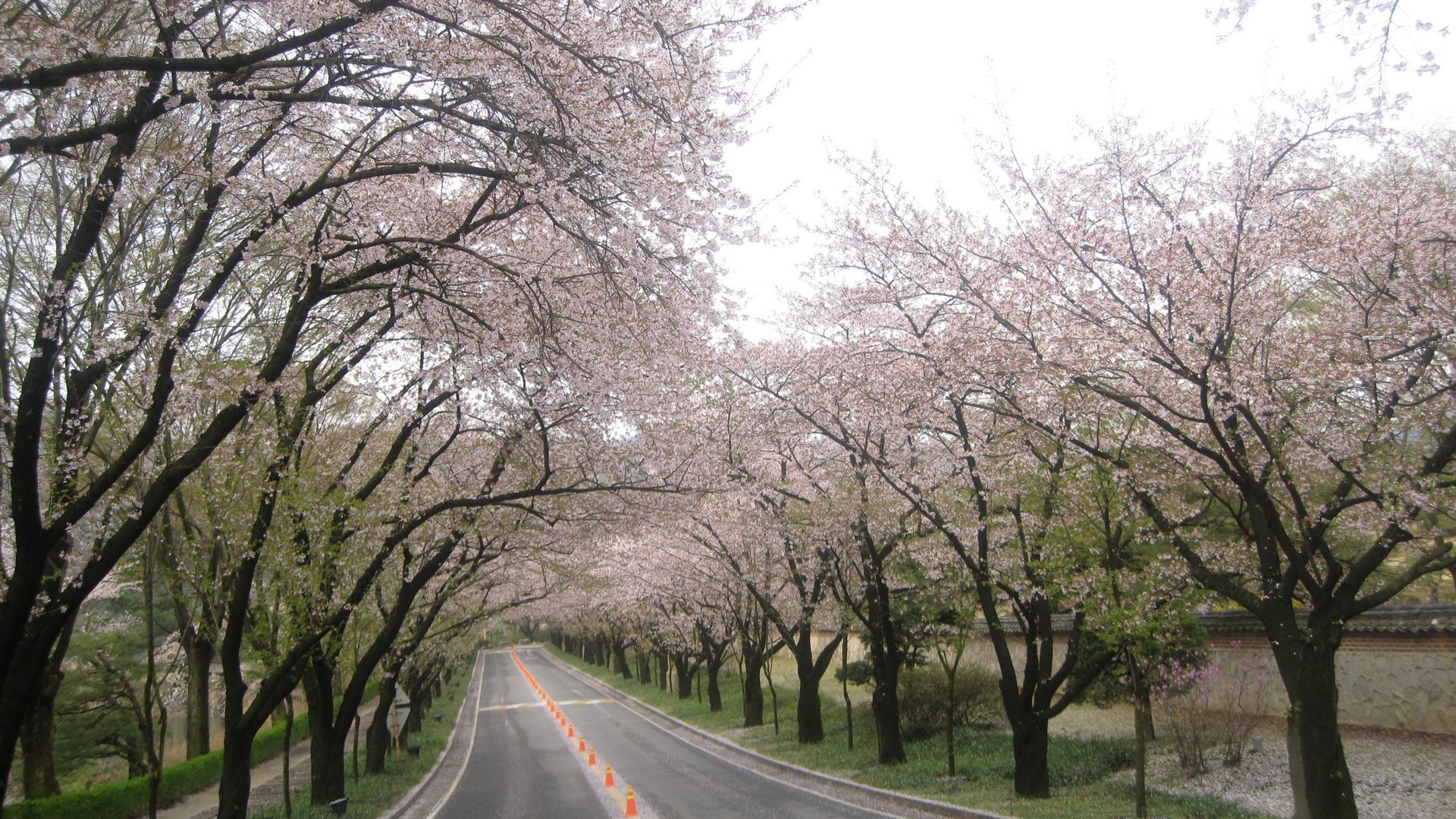 road, trees, marking