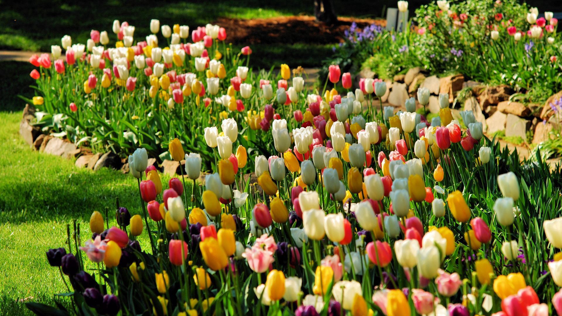 tulips, flowers, nature, flower bed