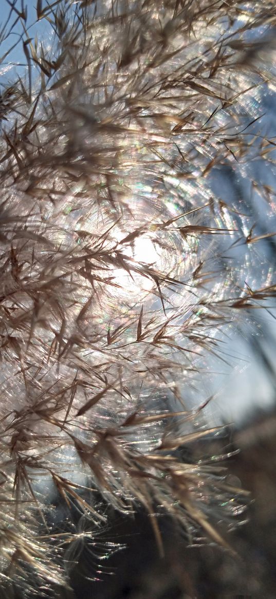 reeds, sun, cereals