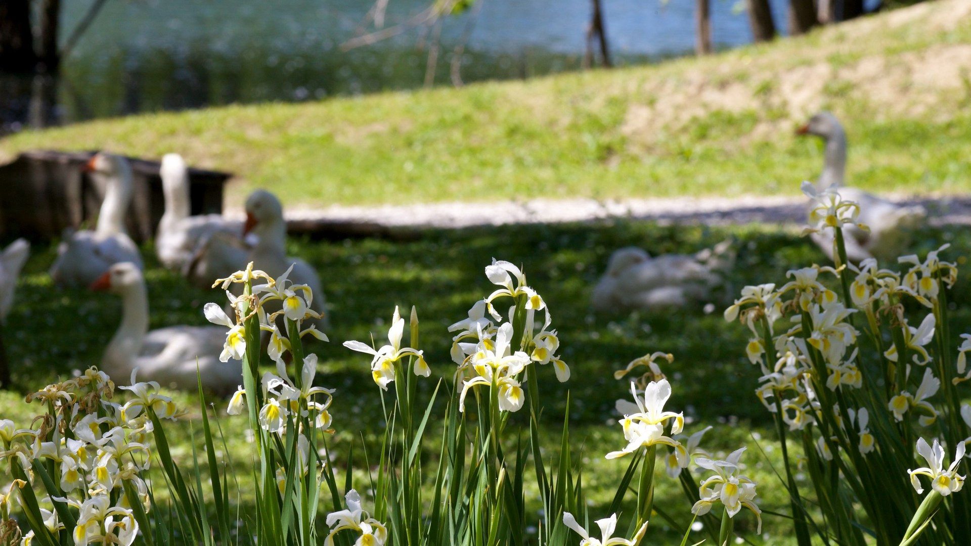 flowers, geese, grass, nature