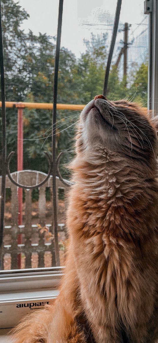 cat, cats, nature, window, pose