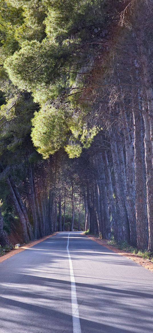 forest, nature, roads, wood, outdoor