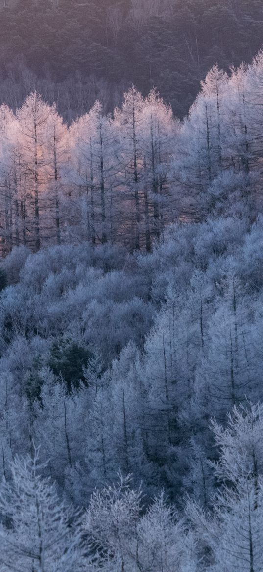 trees, forest, frost, winter, cold