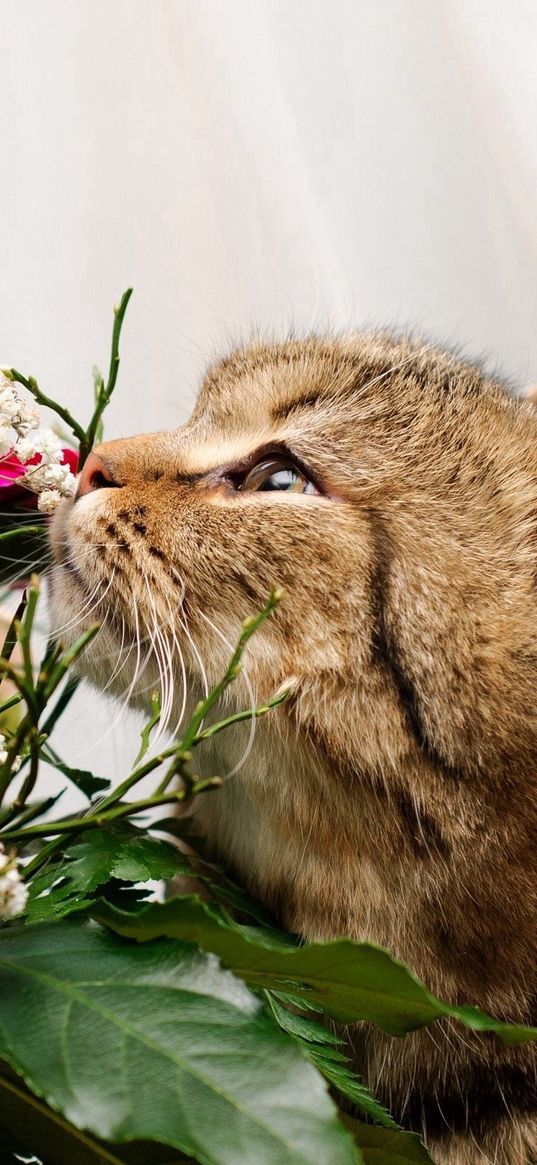 cat, face, flower, rose, smell