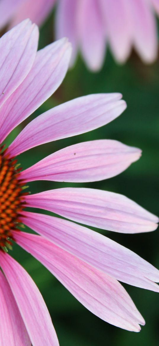 echinacea, petals, blur, flower, pink