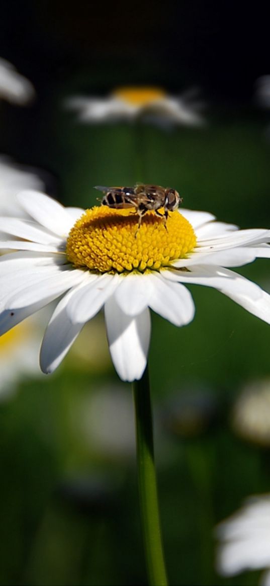 chamomile, bee, insect, flowers, summer