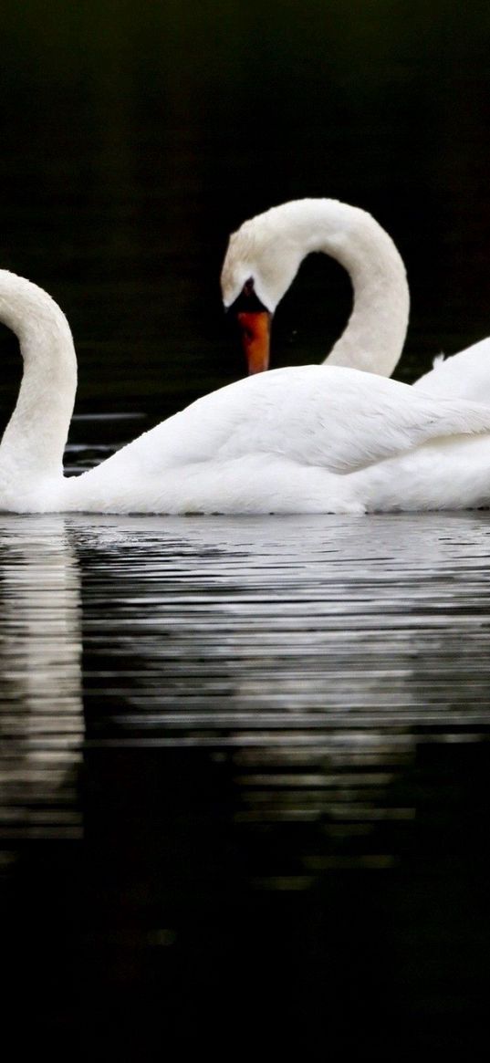 swans, birds, swim, water