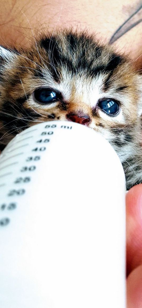 kitten, bottle, feeding, pet, cub