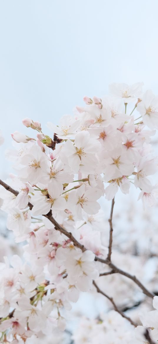 sakura, flowers, petals, spring, branch