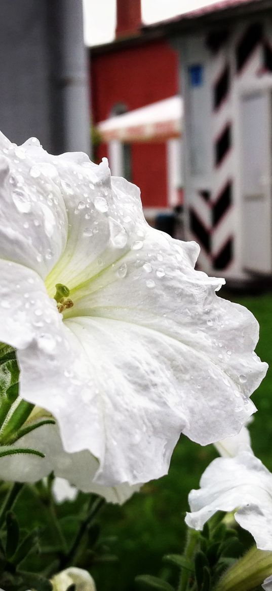 flowers, bindweed, dew, greenery, white, nature