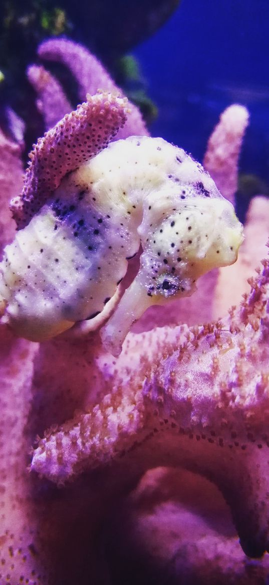 seahorse, coral, algae, sea, pink, depth