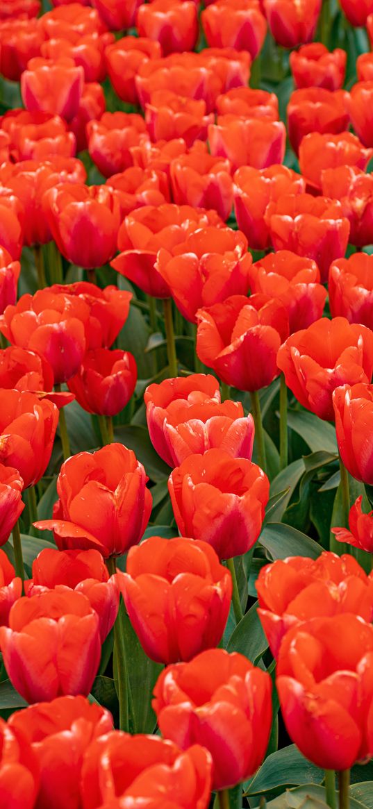 tulips, flowers, buds, petals, red