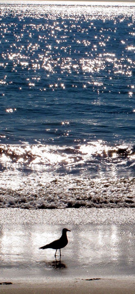 gull, sea, sunset, bird