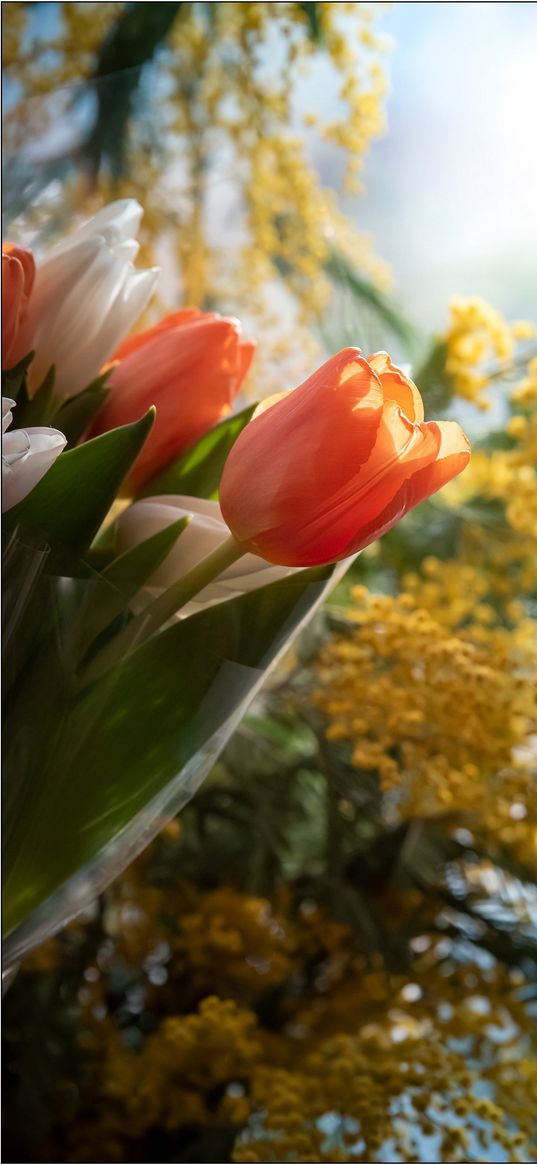 tulips, mimosa, bouquet, flowers, plants