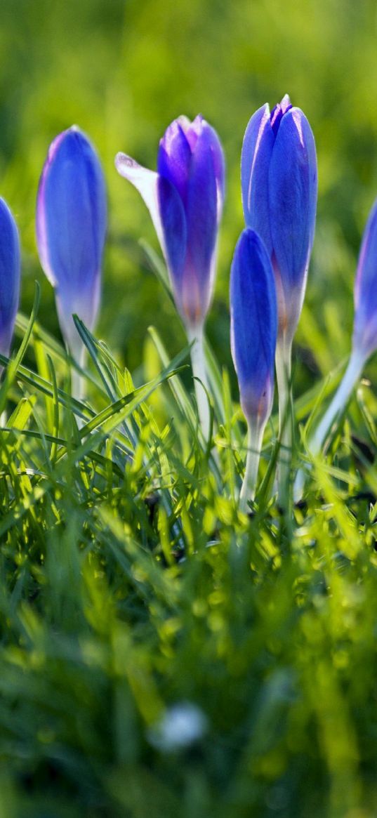 snowdrops, flowers, plants, spring