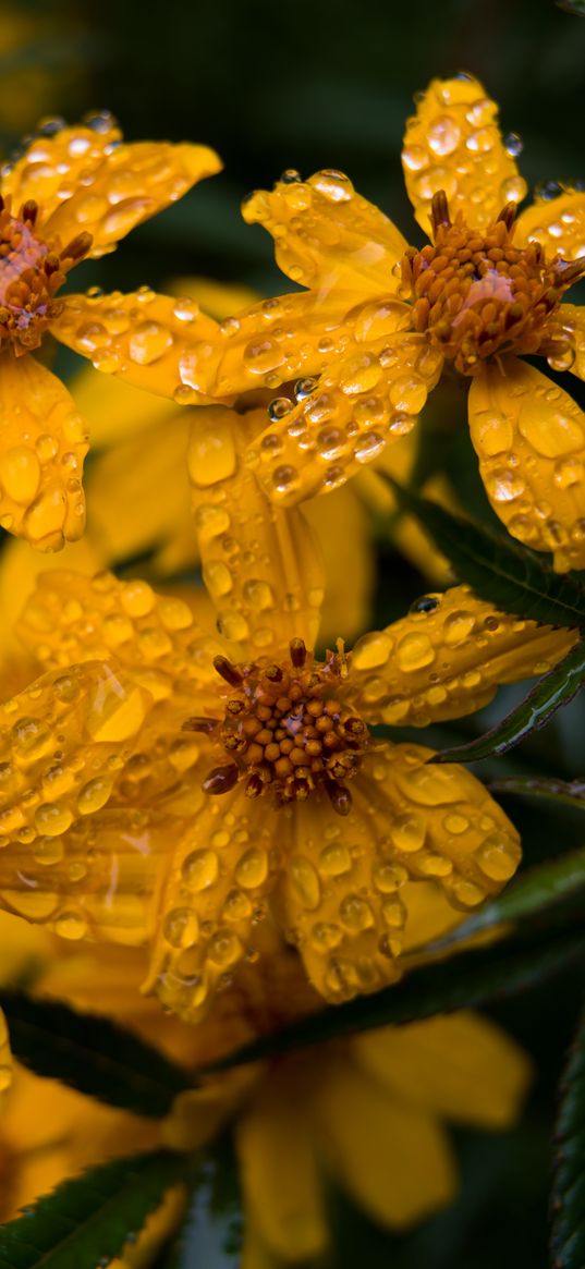 marigold, flower, drops, yellow, macro