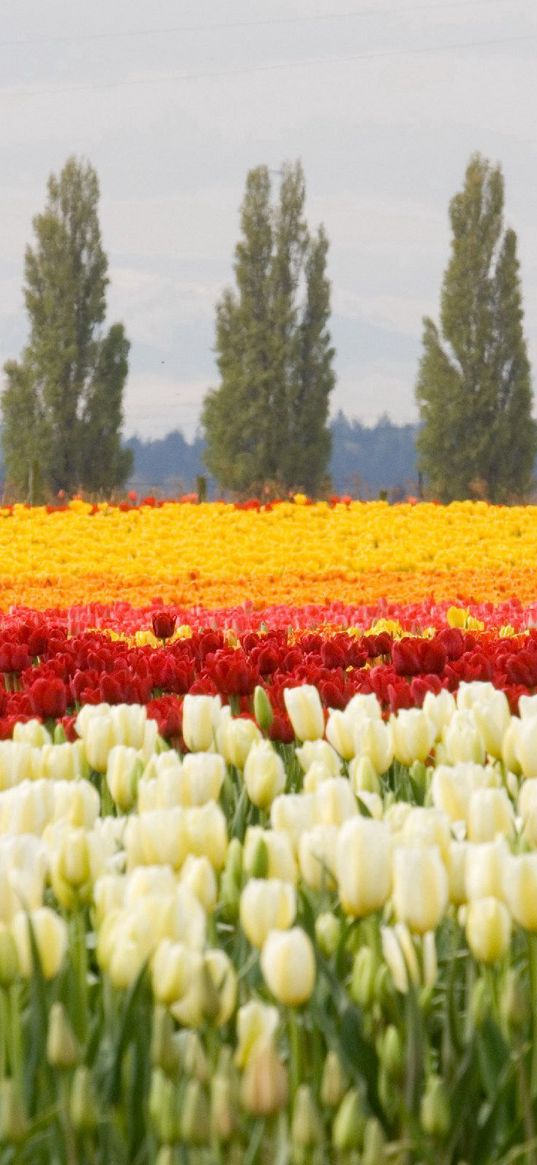 tulips, flower bed, flowers, field, trees